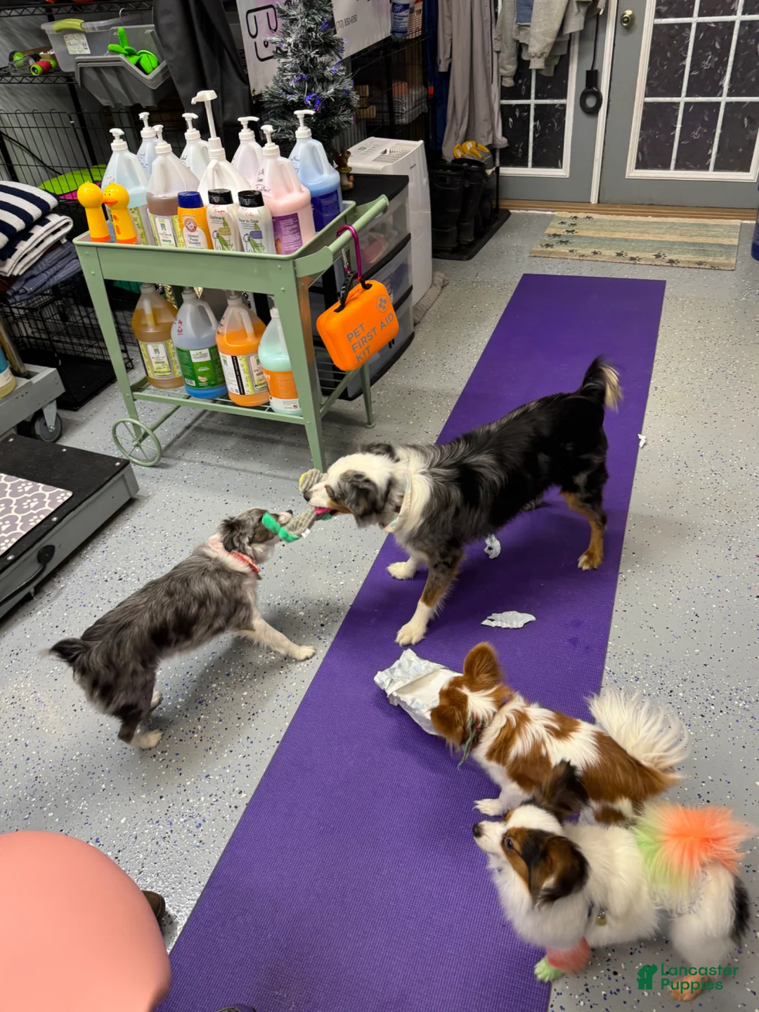 Miniature Australian Shepherd dogs for sale: Rocket  - Ad 18