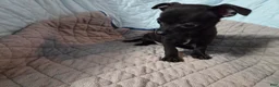 Chihuahua dogs for sale: Chihuahua 4 - Ad 4