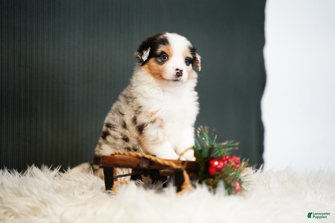 Miniature Australian Shepherd dogs for sale: Blake - Ad 8