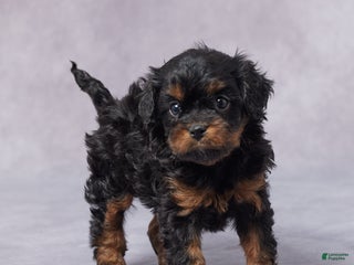 Cavapoo dogs - Ad 40