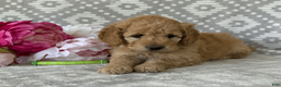 Goldendoodle dogs for sale: Iris - Ad 1