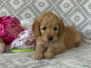Goldendoodle dogs for sale: Iris - Ad 4