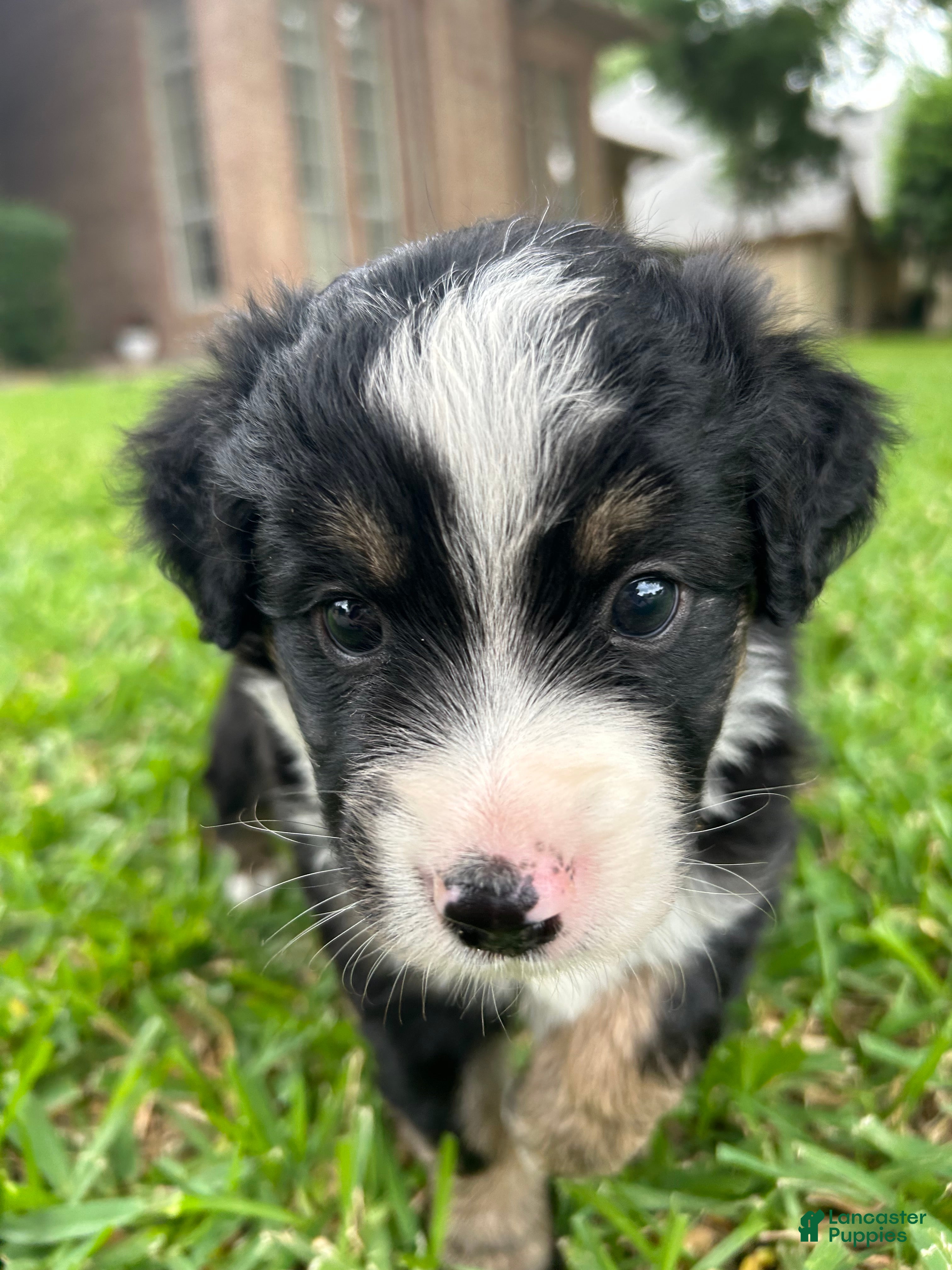 Miniature Australian Shepherd dogs Rue - Ad 13