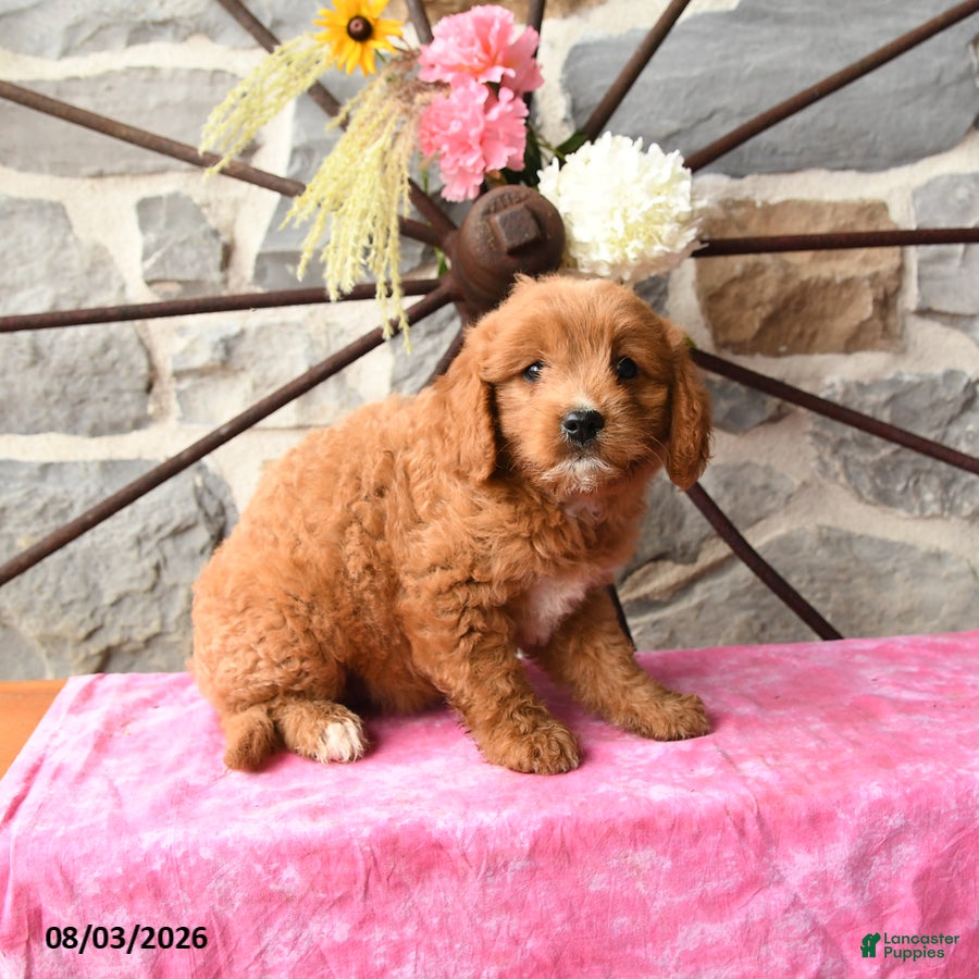 Mixed Breed dogs Lira - Ad 2