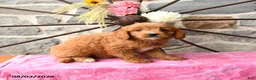 Mixed Breed dogs for sale: Lira - Ad 2