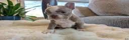 Frenchton dogs for sale: Willow - Ad 13