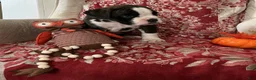 Boxer dogs for sale: Berlín  - Ad 11