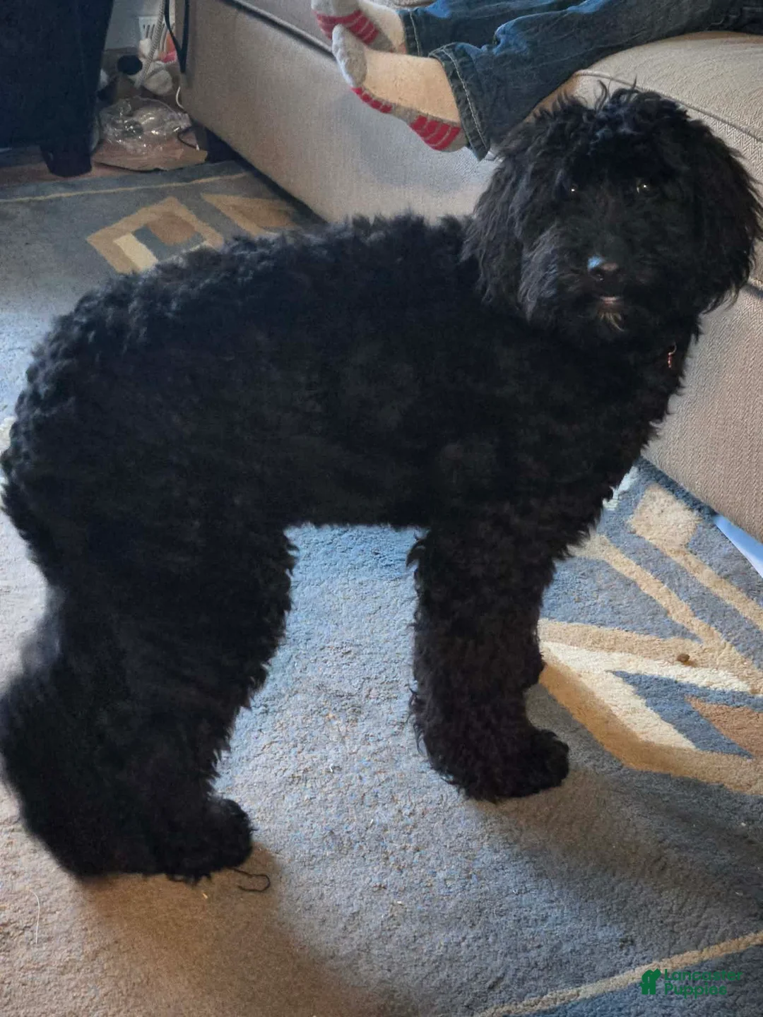 Mini Aussiedoodle dogs for sale: Minnie - Ad 2