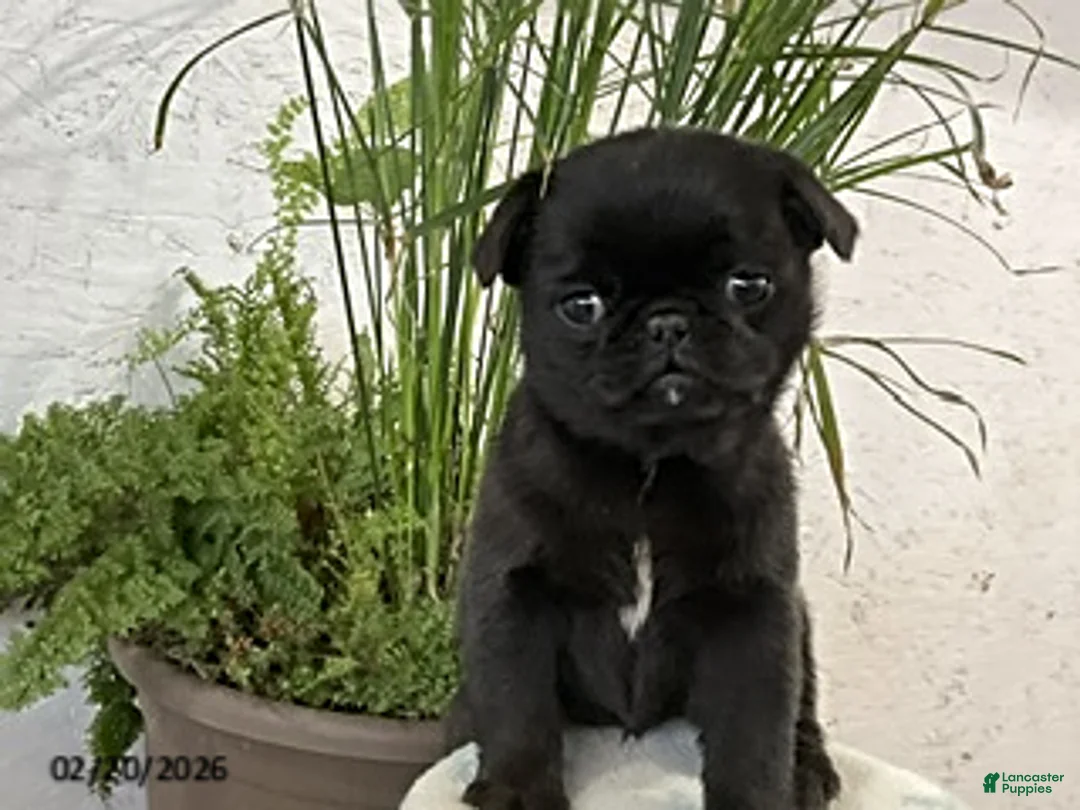 Pug dogs for sale: Cooper - Ad 1