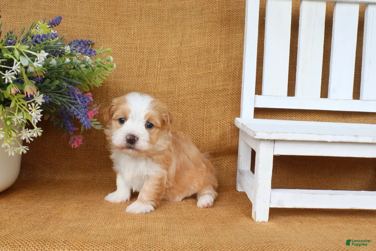 Havanese dogs Hunter - Ad 2