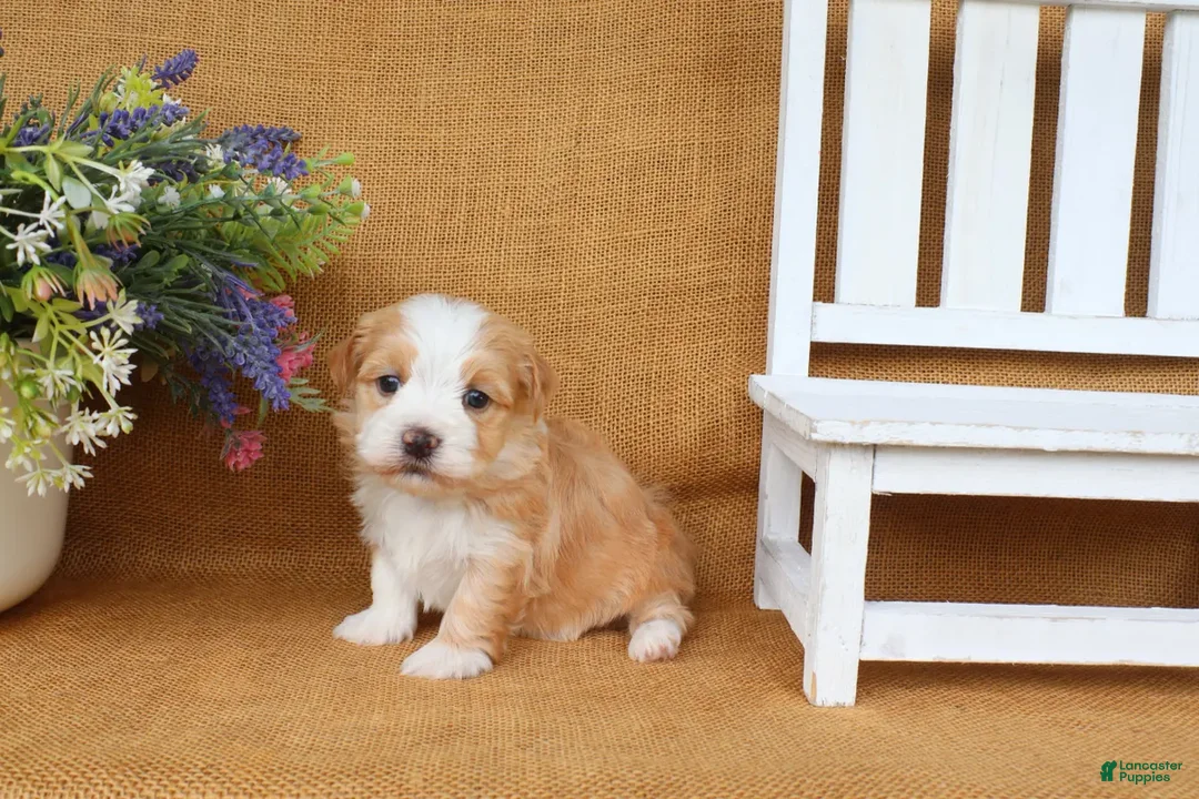Havanese dogs for sale: Hunter - Ad 2