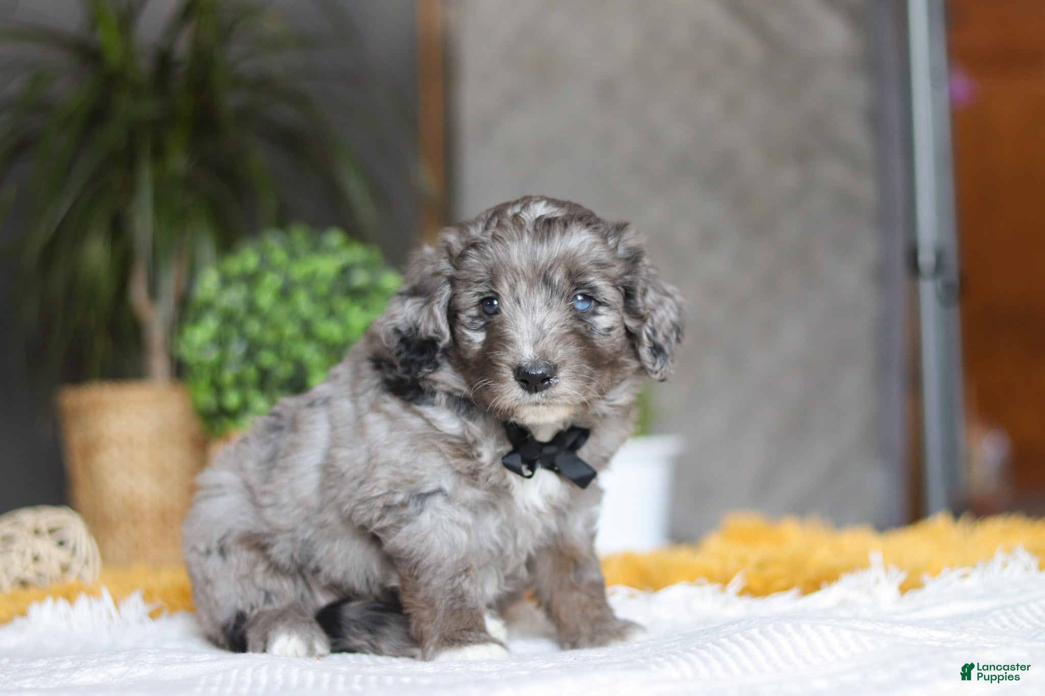 Mixed Breed dogs Summit - Ad 2