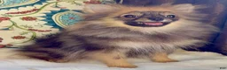 Pomeranian dogs for sale: Pomeranian Puppy Ruby - Ad 5