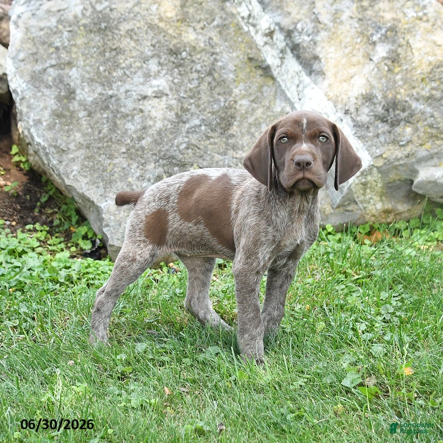 German Shorthaired Pointer dogs Riann - Ad 1