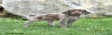 Riann