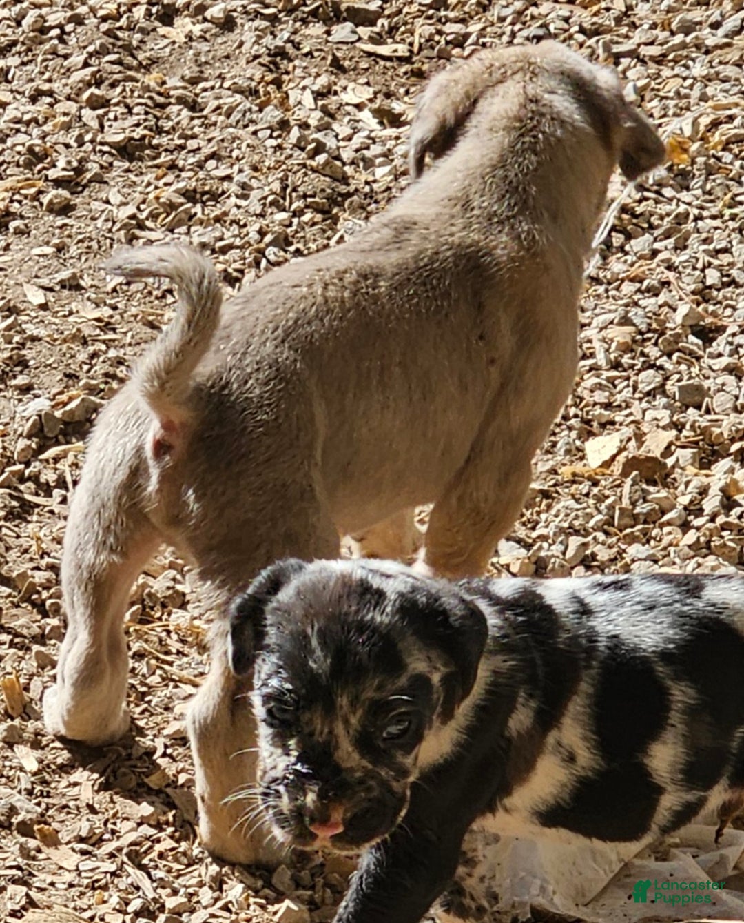 Mixed Breed dogs for sale: Freddie - Ad 3