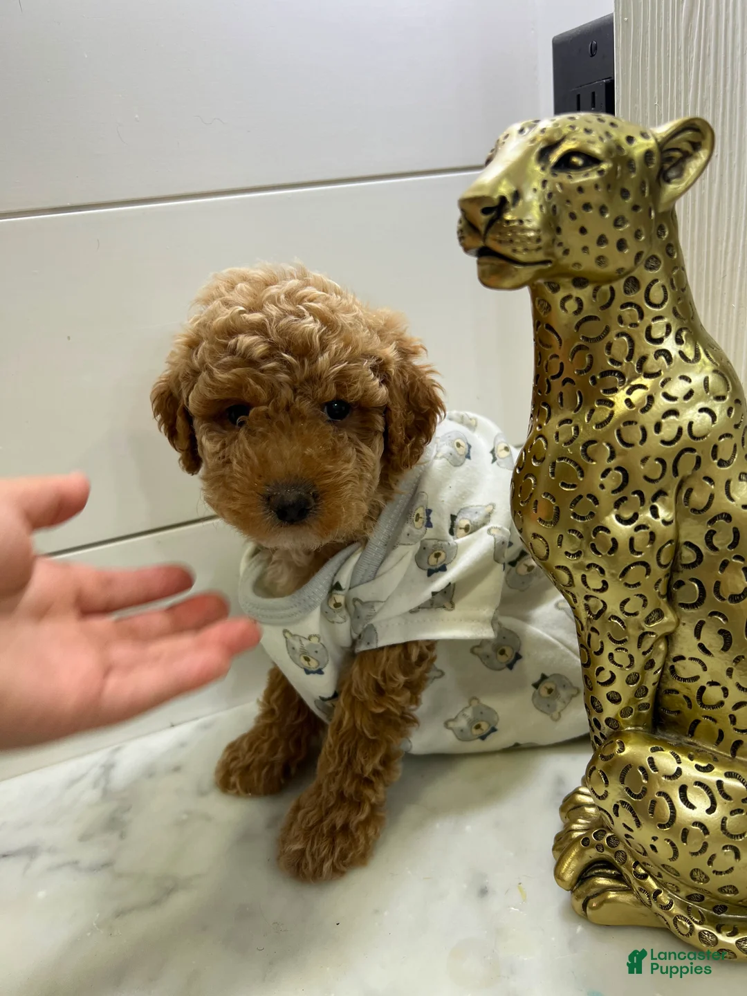 Toy Poodle dogs for sale: Bentley🩵🐩 - Ad 2