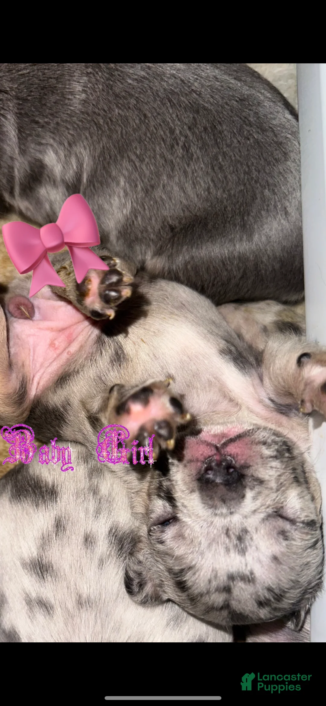 French Bulldog dogs for sale: Luna - Ad 2