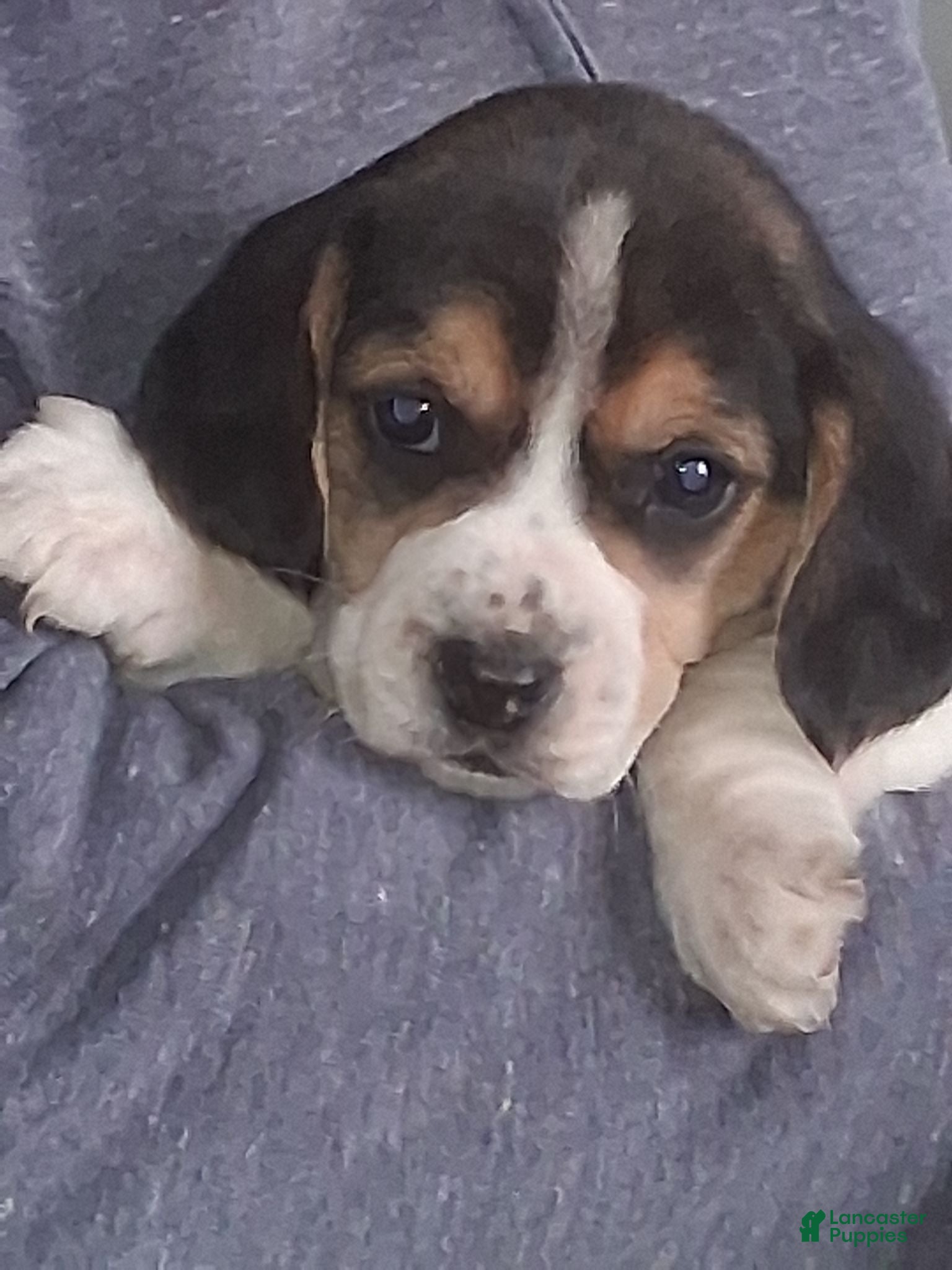 Beagle dogs Timmy - Ad 1