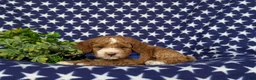 Miniature Poodle dogs for sale: Santiago  - Ad 4