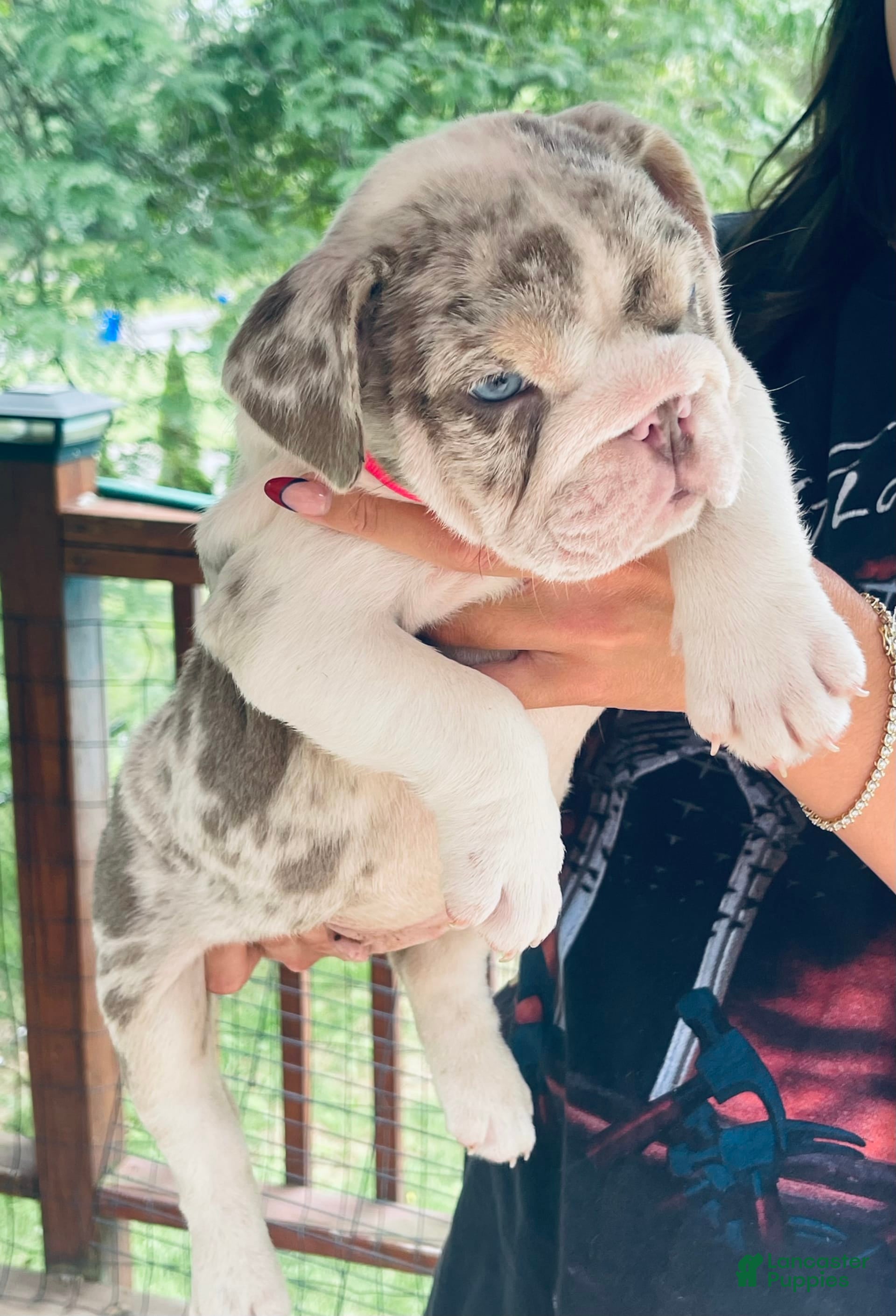 Blue Merle Mammut Bulldog Lilac Merle English Bulldog Puppies