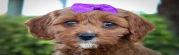 Cavapoo dogs for sale: RUSTY - Ad 11