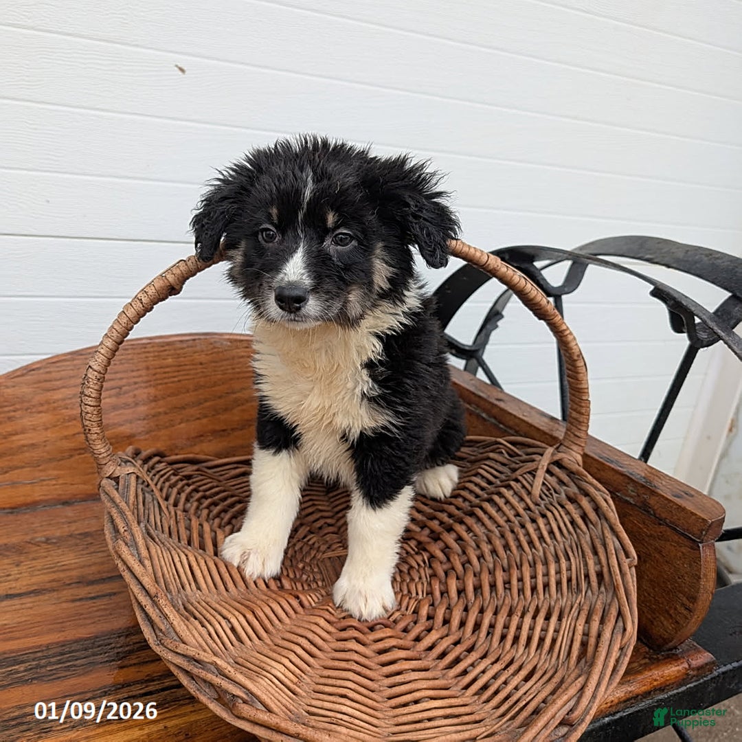 Mixed Breed dogs for sale: Sasha - Ad 2