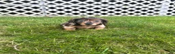 Miniature Dachshund dogs for sale: Toby - Ad 8