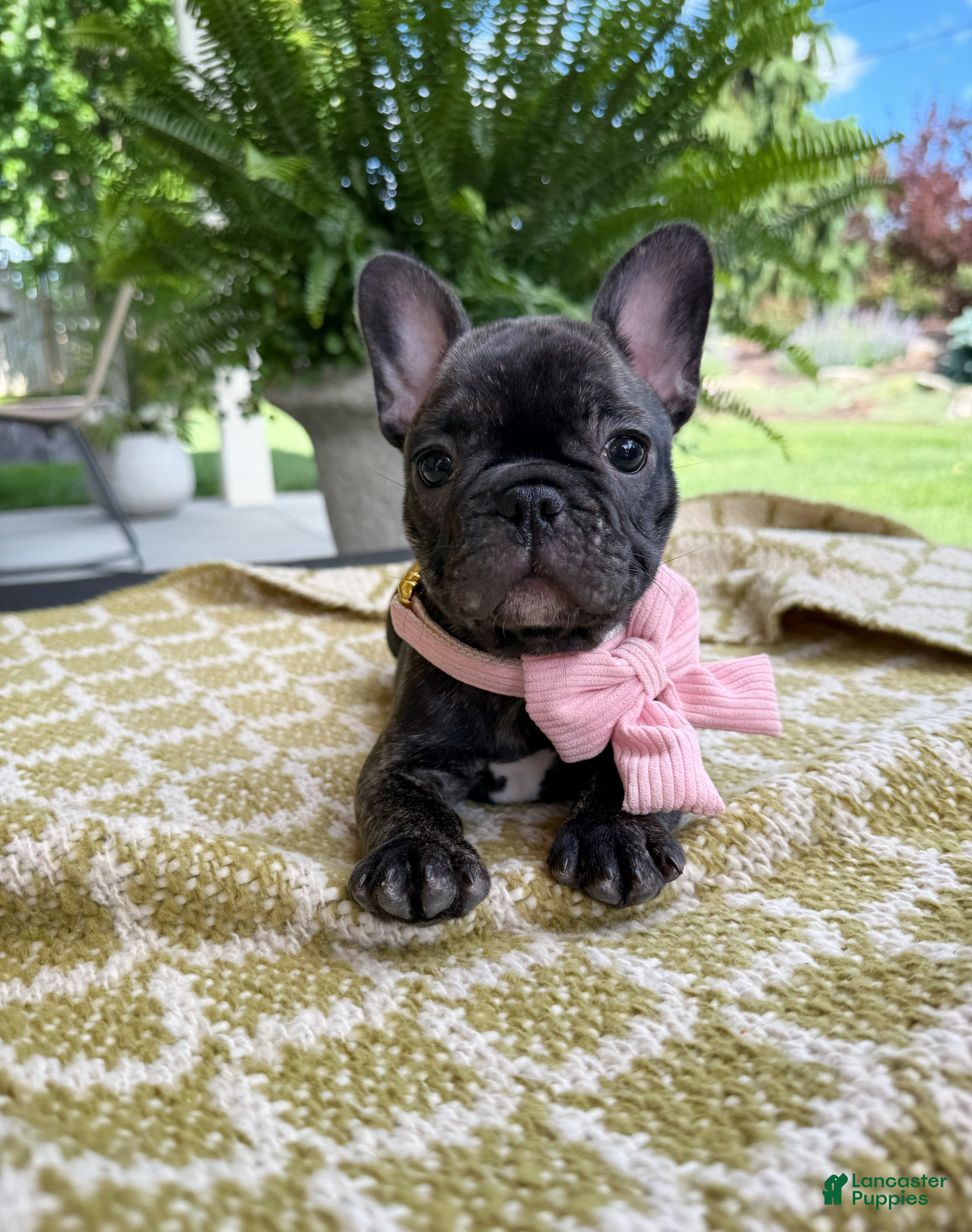 French Bulldog dogs Amara - Ad 1