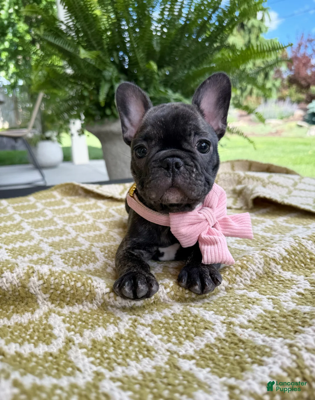 French Bulldog dogs for sale: Amara - Ad 1
