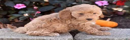 Bichpoo dogs for sale: Candy - Ad 7