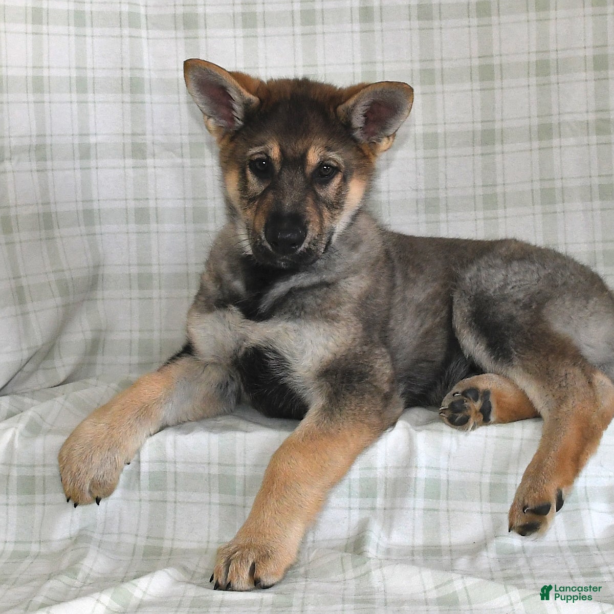 German Shepherd dogs Mason - Ad 2