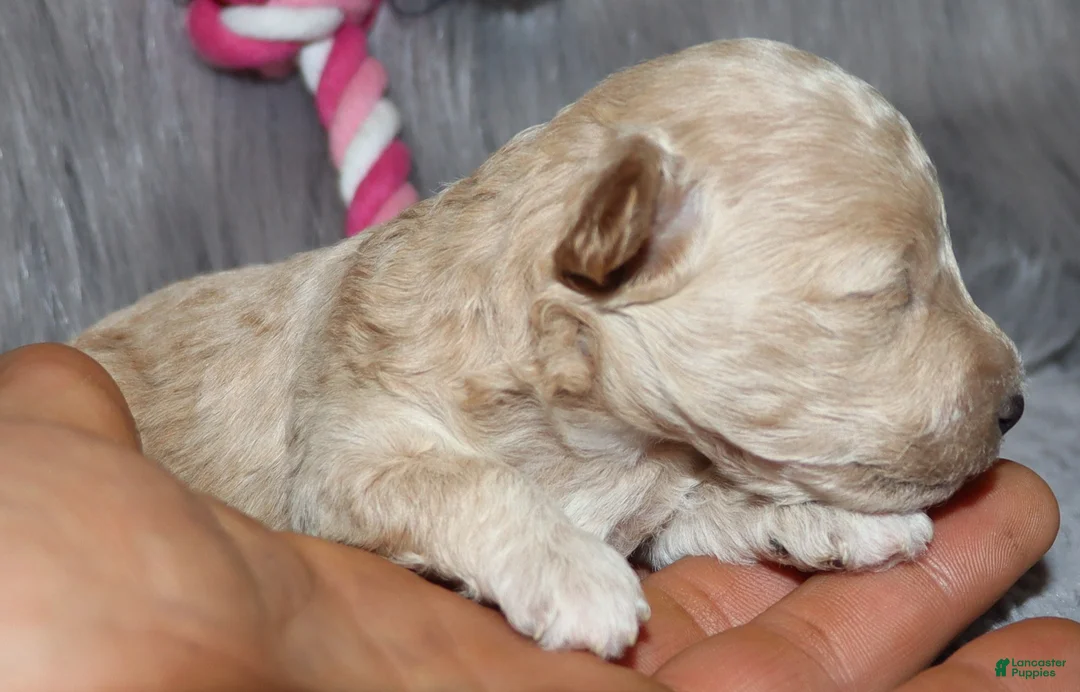 Havapoo dogs for sale: Apple Toy Size👨‍👨‍👦‍👦💞🐕 - Ad 23