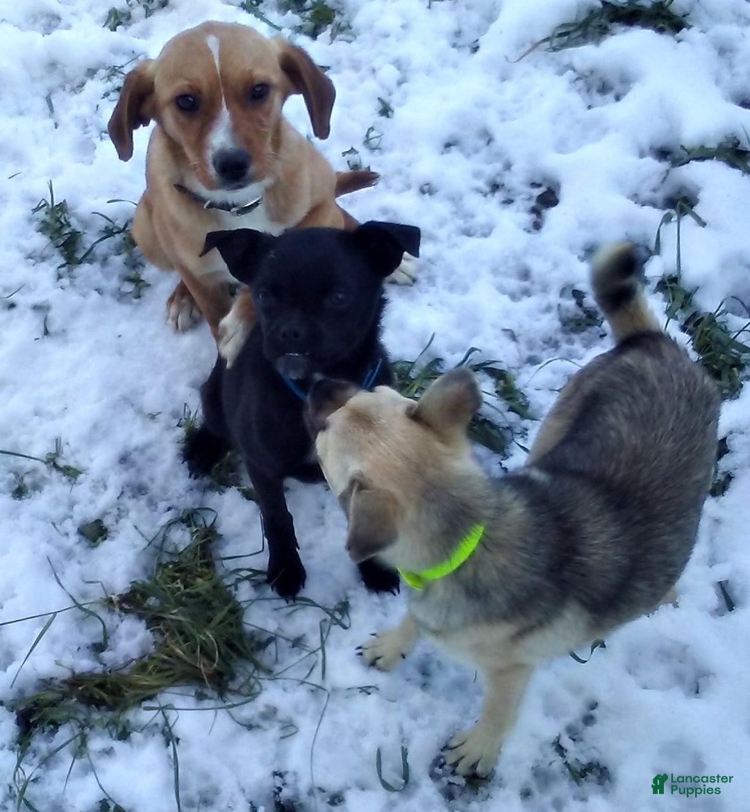 Mixed Breed dogs for sale: Bandit - Ad 23