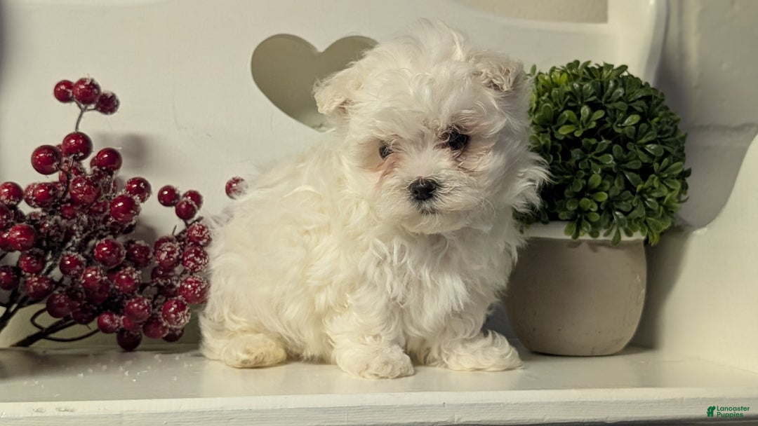 Maltese dogs for sale: Baxter  - Ad 4