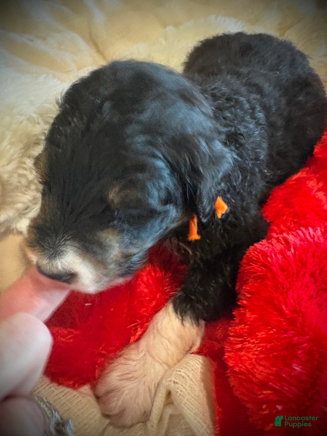 Mixed Breed dogs for sale: male # 2 English Shepherd Doodle  - Ad 4