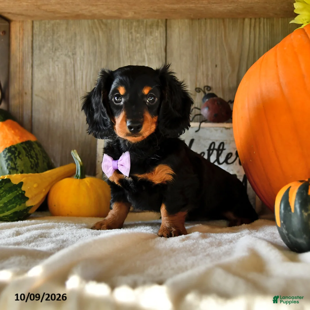 Dachshund dogs for sale: Jenny - Ad 2