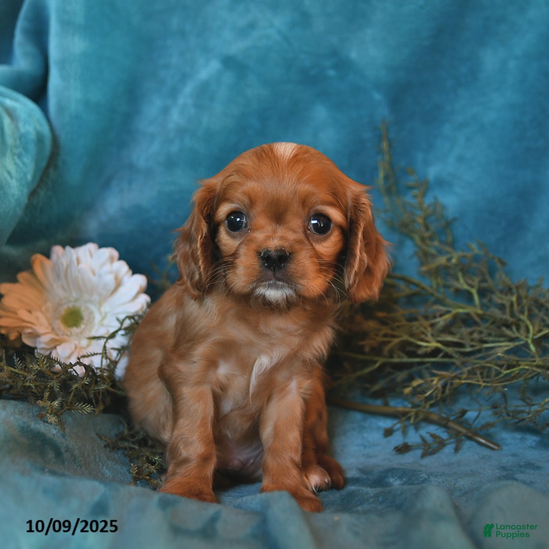 Bichon Cavalier Charles Cavalier Bichon Mix King Charles Cavalier