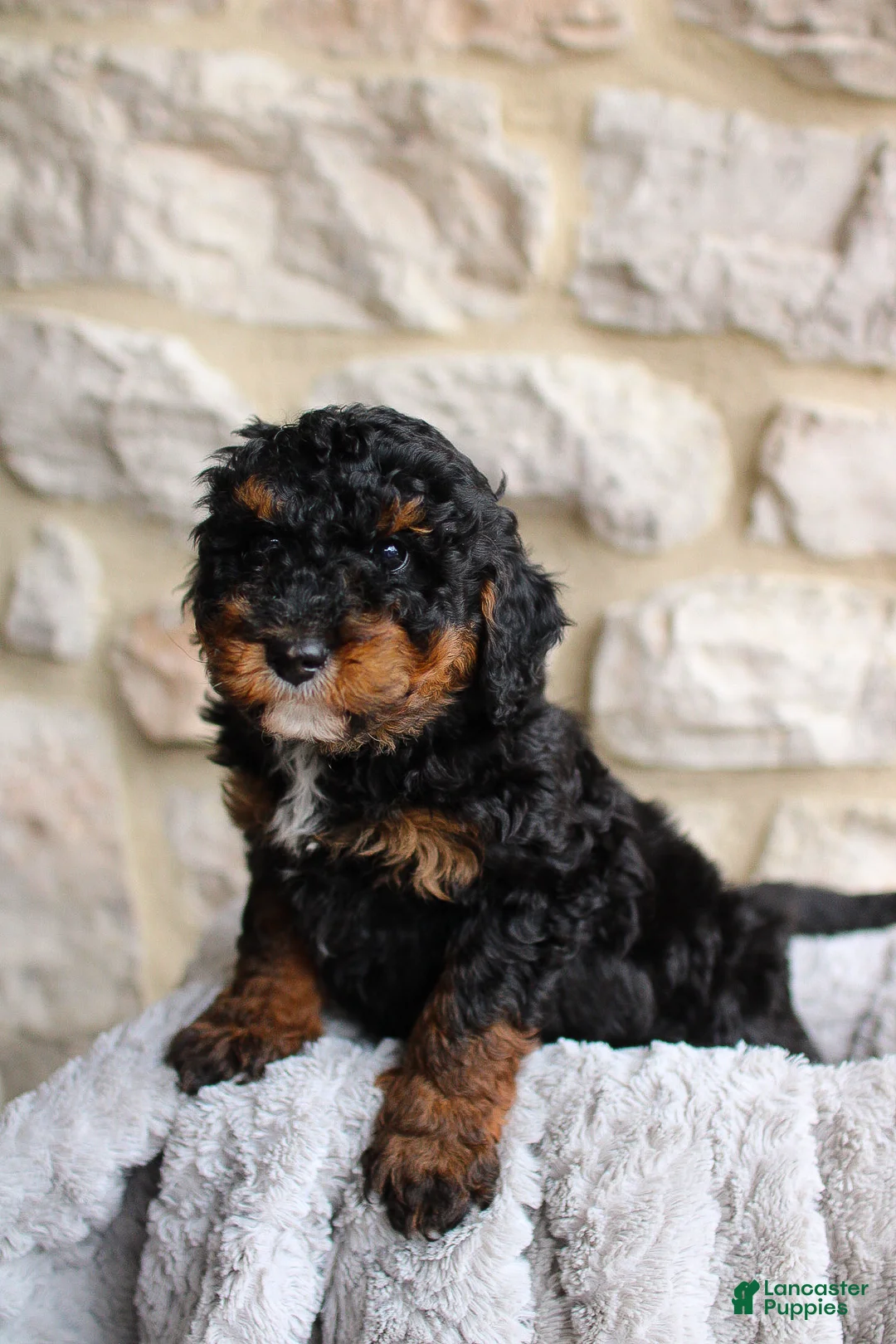 Mini Bernedoodle dogs for sale: Bentley - Ad 1