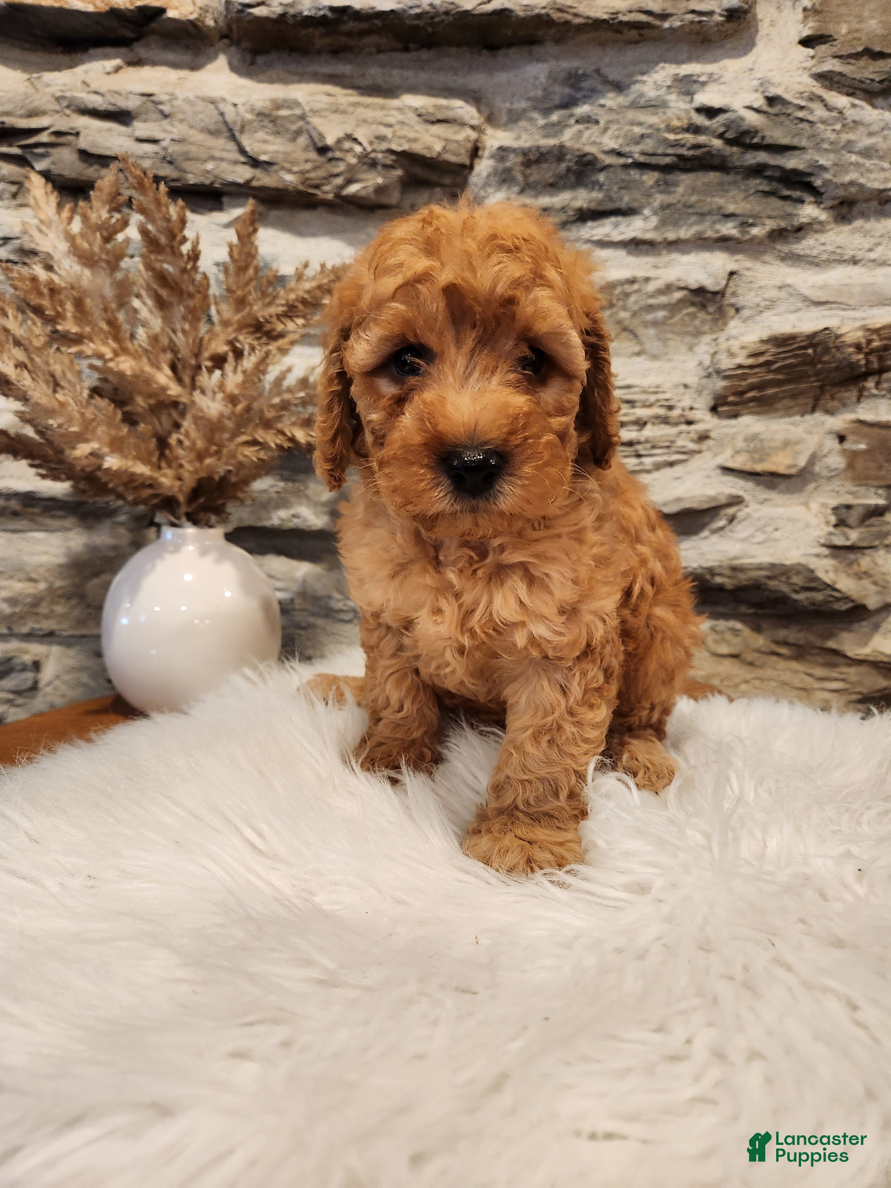 Mini Goldendoodle dogs BLAZE - Mini Goldendoodle Puppy 5 - Ad 1