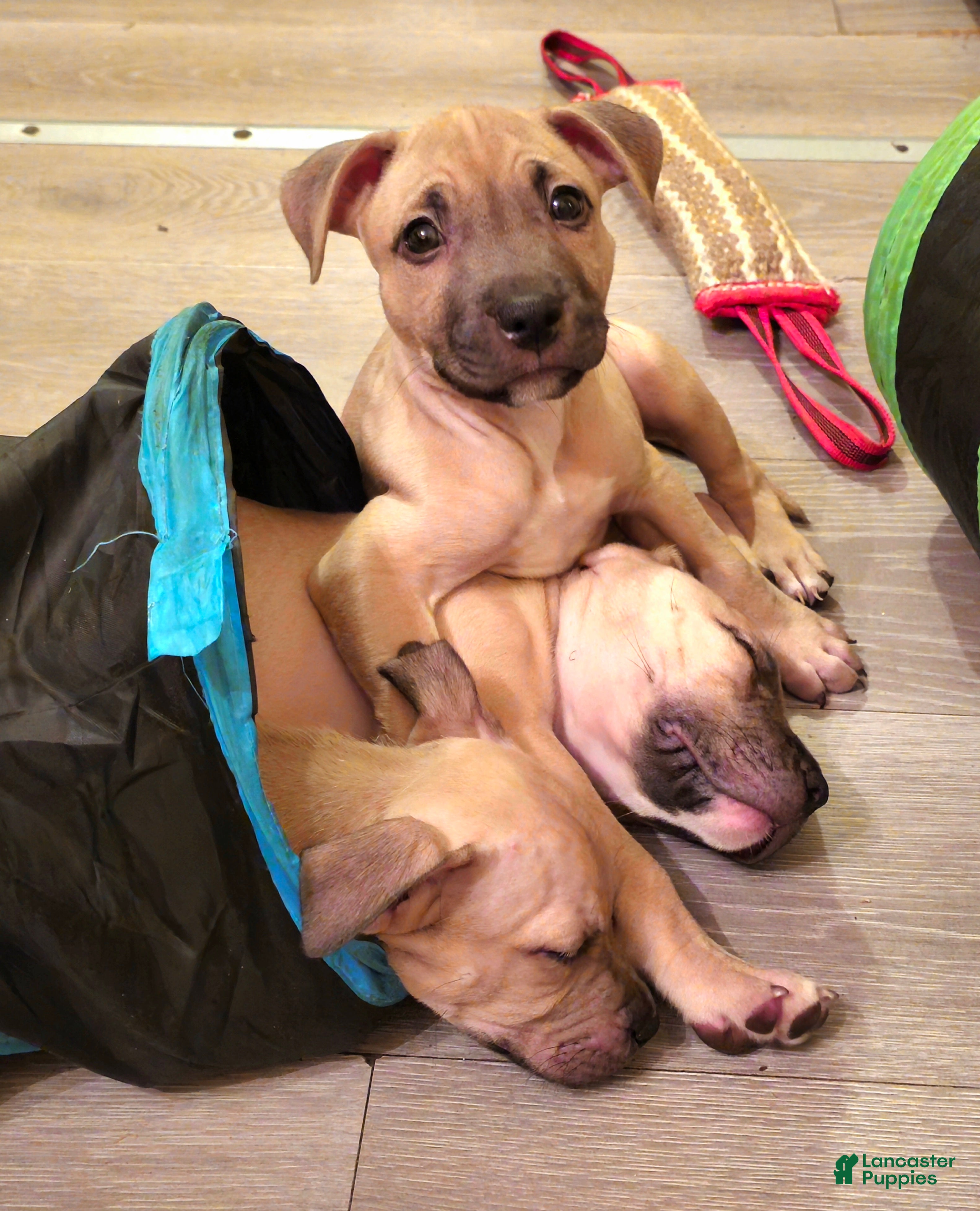 American Bully dogs for sale: Rosey - Ad 16