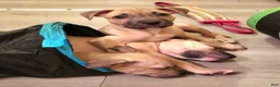 American Bully dogs for sale: Rosey - Ad 1