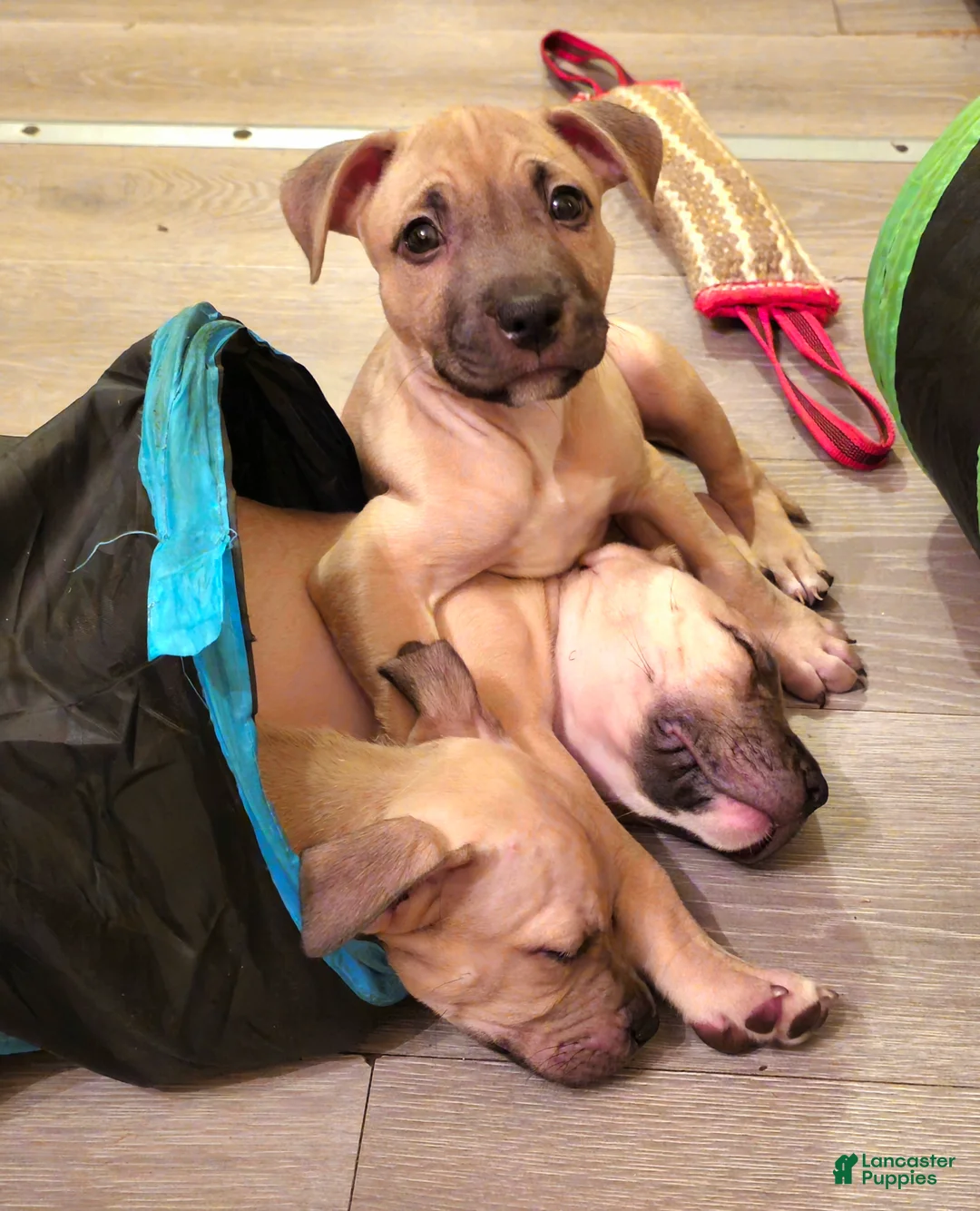 American Bully dogs for sale: Rosey - Ad 1