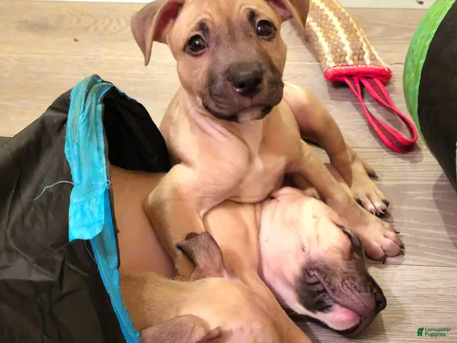 American Bully dogs for sale: Rosey - Ad 16