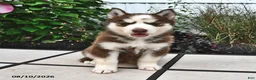 Siberian Husky dogs for sale: Sierra - Ad 4