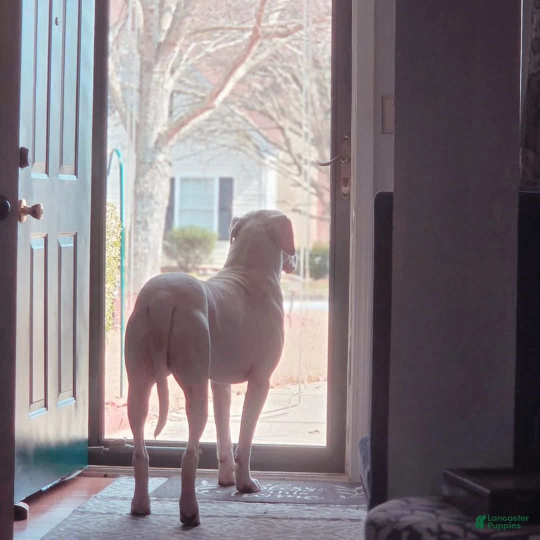 Dogo Argentino dogs for stud: Onyx(stud services only) - Ad 2