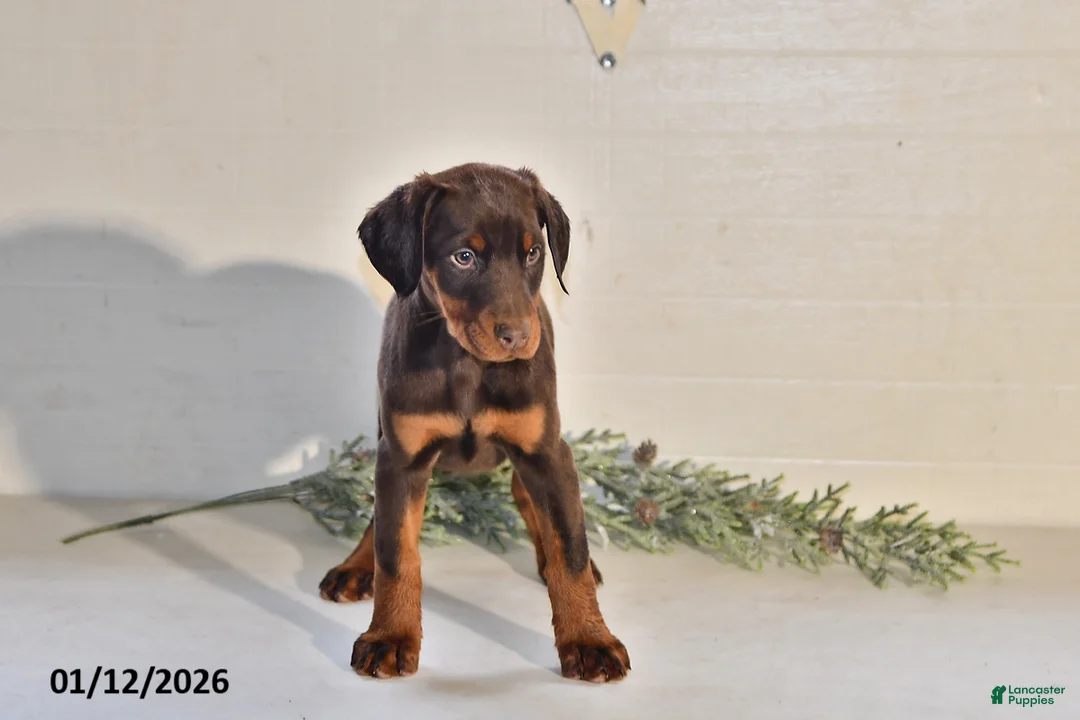 Doberman Pinscher dogs for sale: Daisy - Ad 2