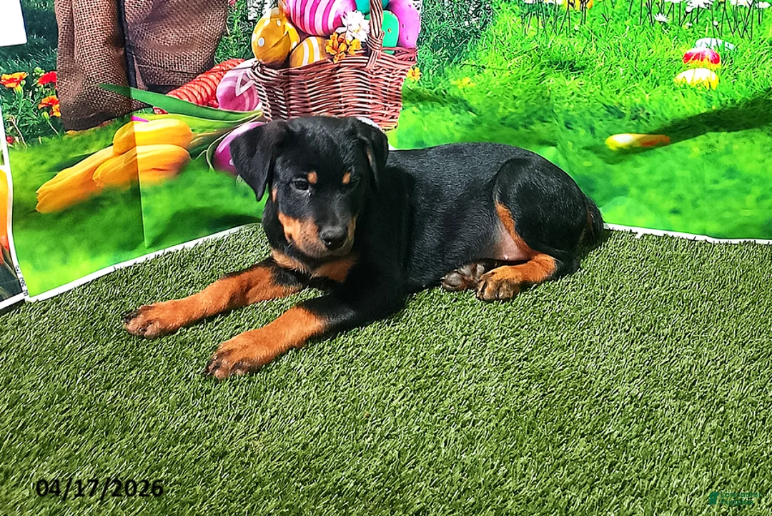 Rottweiler dogs for sale: Ruby - Ad 4