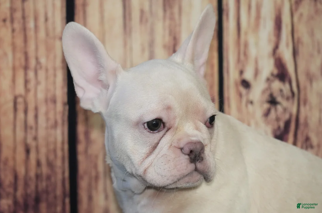 French Bulldog dogs for sale: French Bulldog Puppy 2 - Ad 2