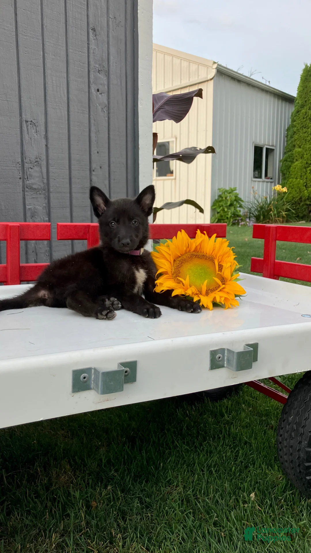 German Shepherd dogs for sale: Trixie - Ad 2
